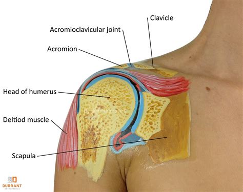 In the shoulder joint, the ligaments play a key role in stabilising the bony structures. Shoulder Joint Diagram — UNTPIKAPPS