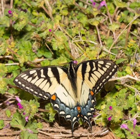 Beautiful Female Eastern Tiger Swallowtail Butterfly Feeding On Tiny