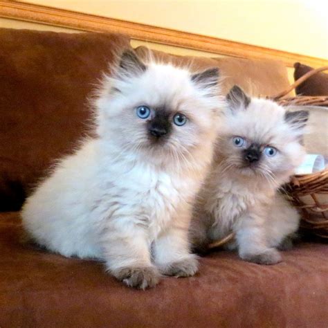 Himalayan Kittens Seal Point Male And Female Morning Light Farm