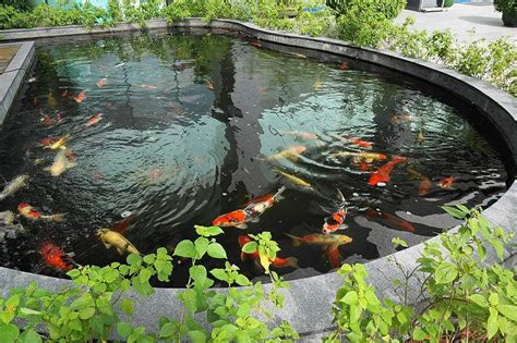 Top 5 Most Common Koi Pond Problems And Their Solutions Koi Care