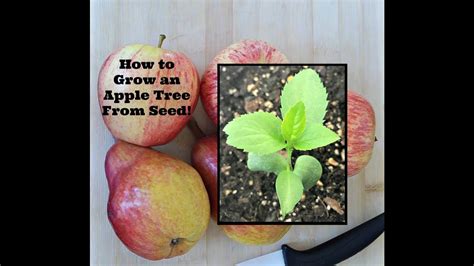 How To Grow An Apple Tree From Seed Youtube