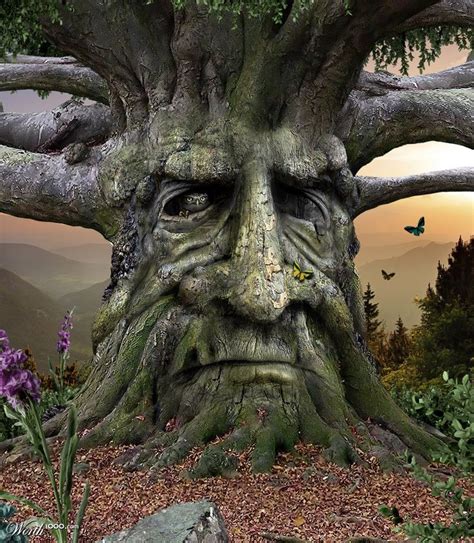 Old Man Tree Faces Magical Tree Tree Spirit