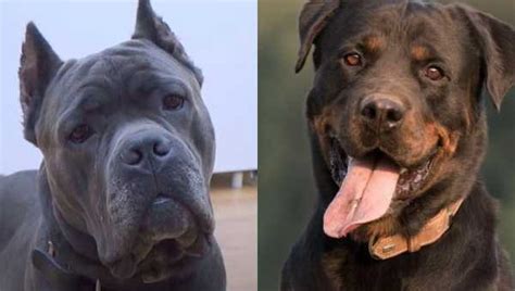 Check spelling or type a new query. Cane Corso Rottweiler Mix: will this be a good dog for ...