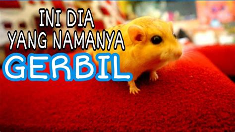 Duprasi Gerbil Si Tikus Gurun Yang Mirip Hamster Youtube