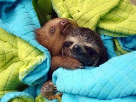 Two Different Kinds Of Baby Sloths Hug It Out Animal Hugs Cute Sloth