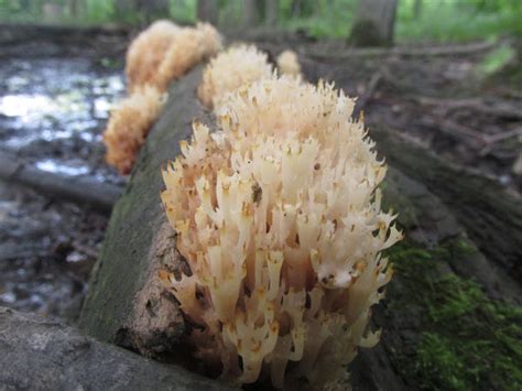 Crown Tipped Coral Mushroom Project Noah