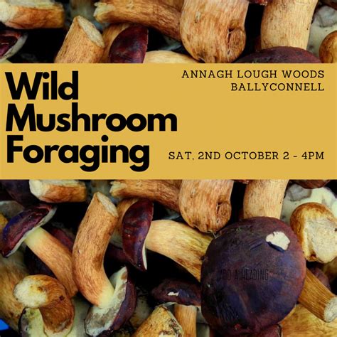 Foraging For Wild Mushrooms In West Cavan Suitable For Adults Only