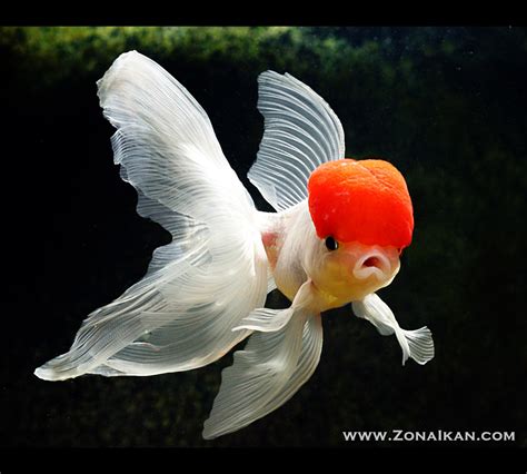 Sekilas Tentang Ikan Mas Koki Oranda