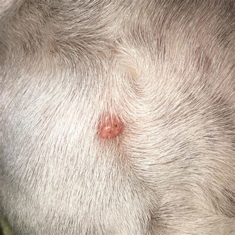 Hello My Dog Has A Bump About The Size Of A Small Pebble On Her Chest