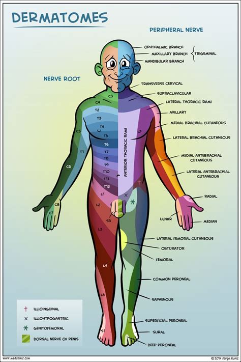 A Diagram Of The Human Body With Labels On Each Side And Labeled In