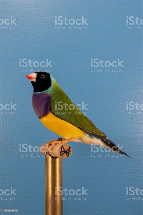 Vertical Closeup Of The Gouldian Finch Chloebia Gouldiae On The Perch