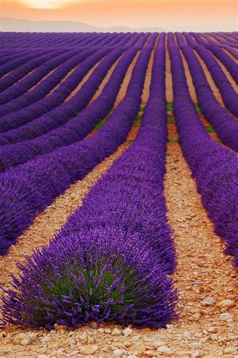Rows Of Lavender Flowers In The Desert At Sunset