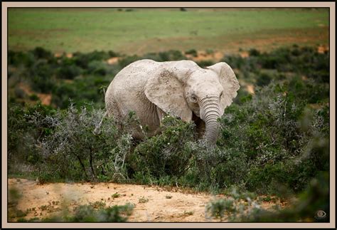 Albino Elephant A White Elephant By Clay Seen Addo