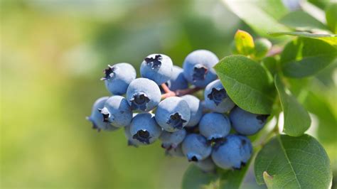 Caring For Fruit Trees And Bushes Blueberry Arbor Day Blog