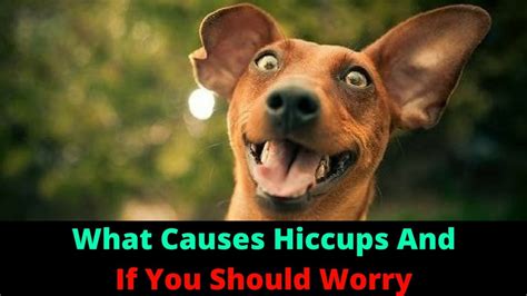Did You Know Dogs Get Hiccups Ask Pet Guru