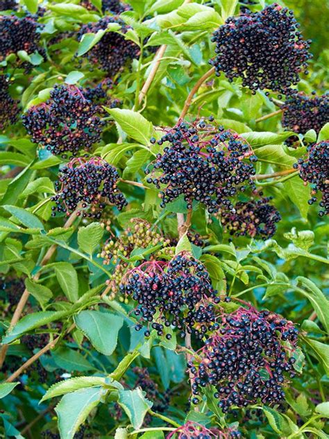 American Black Elderberry Bushe Sambucus Canadensis Urban