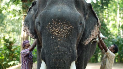 Descubre Los Elefantes En India Destinos Asiaticos