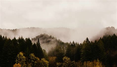 Fotoğraf Peyzaj Ağaç Doğa Orman çöl Dağ Bulut Sis Gündoğumu