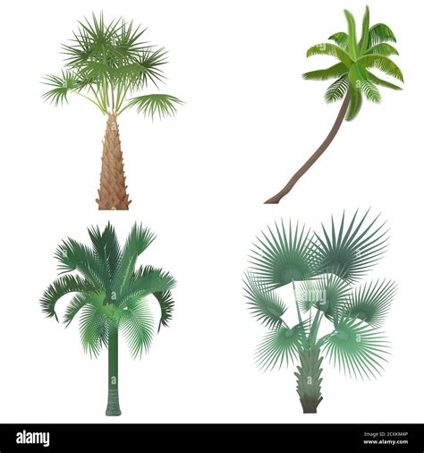 Exotic Tropical Realistic Palm Tree Collection Set Stock Vector Image