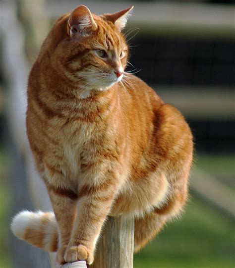 Farm Cat Ginger Cat Names Ginger Cats Cat Shots Cat Fence Cat
