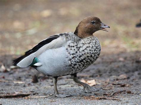 Avithera Australian Wood Duck