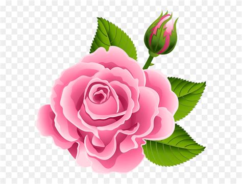Clip Art Pink Rose Pink Rose With Floral Pink Rose Bud
