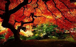 Image result for pictures of red maple trees in the fall