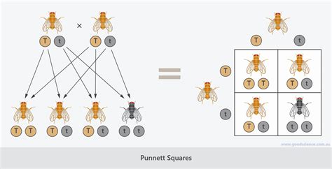 punnett squares good science
