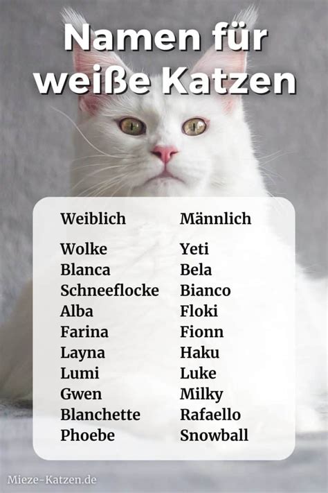 Namen Für Weiße Katzen Weiblich Und Männlich Mit Bedeutung