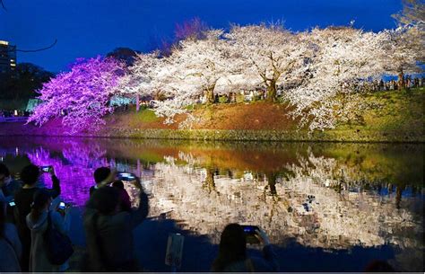 Maizuru Park In Japan Beleuchtet Wieder Kirschblüten