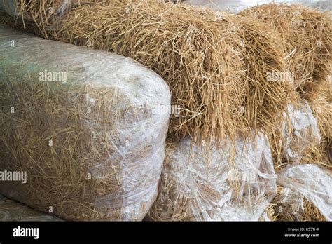 Stacked Blocks Of Bales Hay Stock Photo Alamy