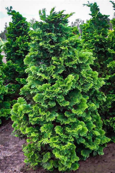 Compact Hinoki Cypress Cypress Trees Evergreen Trees Evergreen Garden Landscaping With Rocks