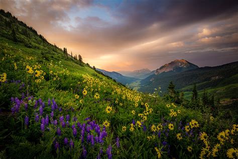 Crested Butte Colorado Wildflower Photography Workshop