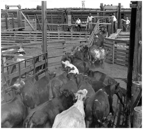 Cowboys Loading Cattle Onto A Train Side 1 Of 1 The Portal To Texas