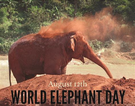 World Elephant Day World Elephant Day Elephant Day Elephant