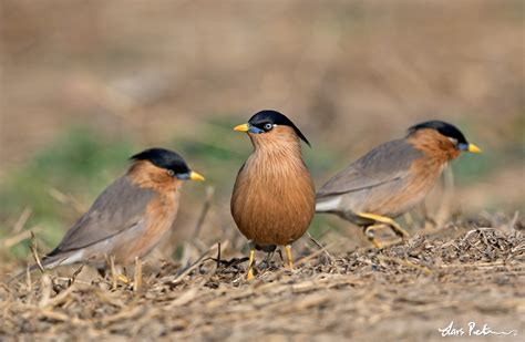 Brahminy Starling Northern India Bird Images From Foreign Trips