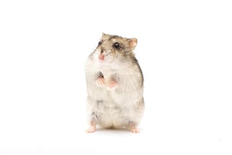 Premium Photo Adorable Hamster Standing On His Rear Paws