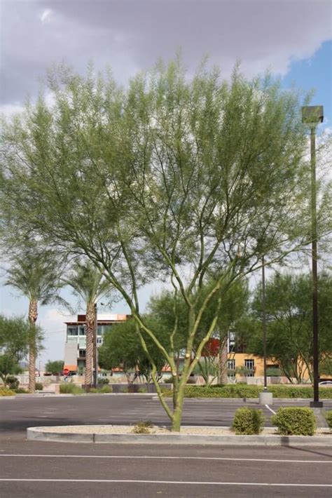 Maybe you would like to learn more about one of these? Palo Verde, 'Desert Museum' - Vivero Growers Nursery ...