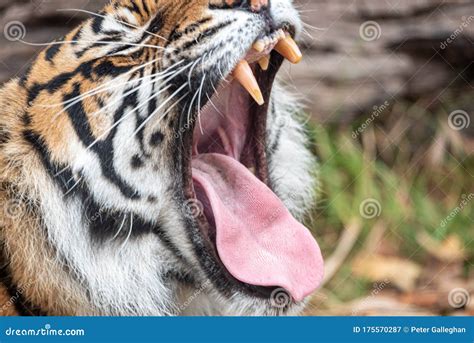 Sumatran Tiger Showing Its Massive Teeth Stock Image Image Of