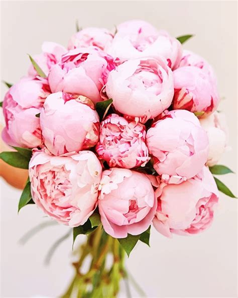 Flower Bouquet Pink Peony New Paint By Number Paint By Numbers For