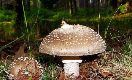 Muchomor smrotonikowy jest dla ludzi grzybem śmiertelnie trującym. Trujące grzyby często przypominają te jadalne - wspolczesna.pl