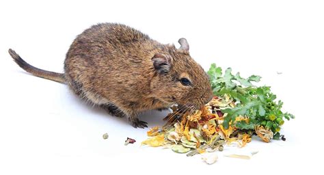 Degu Food - Making the Right Choice for Your Pets