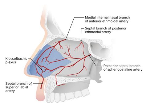 Nariz Y Cavidad Nasal Anatomía Concise Medical Knowledge