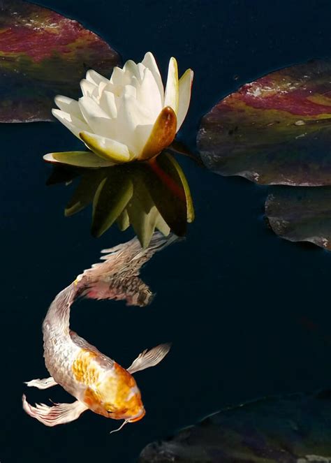Oriental Koi Fish And Water Lily Flower Greeting Card For Sale By