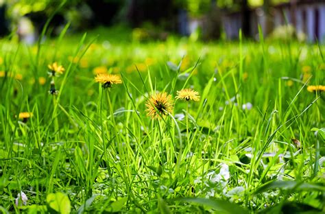 無料画像 自然 工場 フィールド 芝生 タンポポ 太陽光 春 ワイルドフラワー クールな画像 植生 クールな写真 花の草原 デイジーファミリー 1920x1266