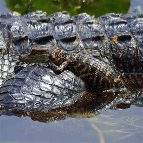 Do Alligators Lay Eggs Alligator Reproduction Process