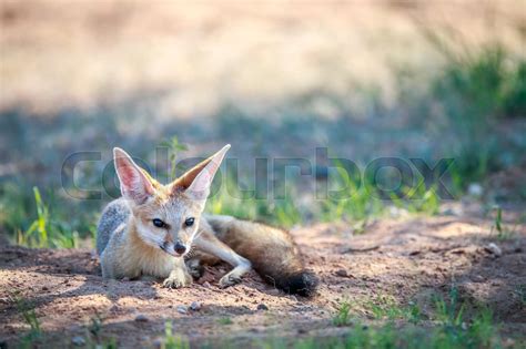 Cape Fox Laying In The Sand Stock Image Colourbox