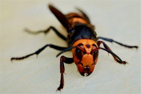 Asian Giant Hornet Invasive Species Council Of British Columbia
