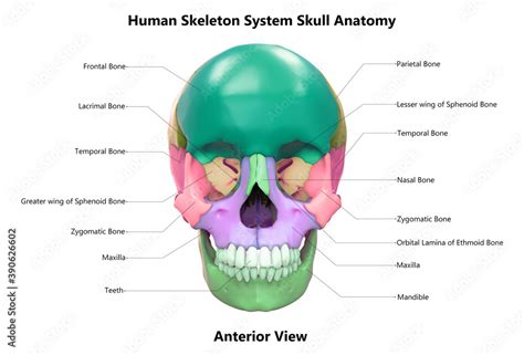 Human Skeleton System Skull Bone Parts Described With Labels Anatomy