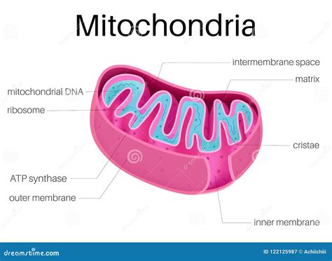 Illustration Structure Of Mitochondria Stock Vector Illustration Of